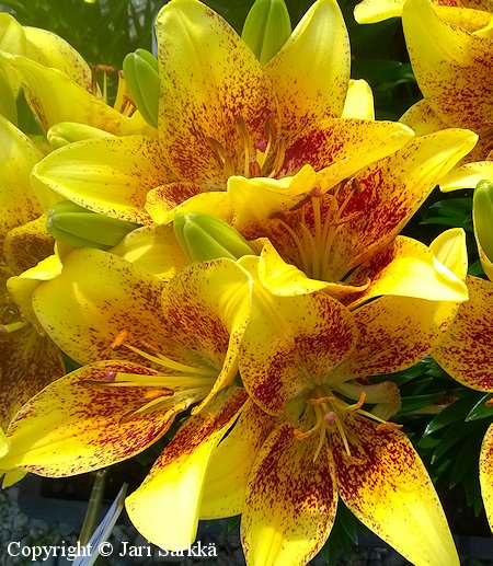 Lilium Hollandicum-Ryhm 'Tiny Nugget', tarhasarjalilja